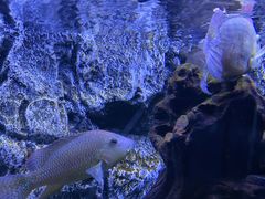 -上海海洋水族馆