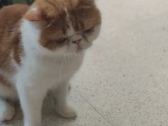 -飞行喵MR PILOT|猫舍·猫咖(静安大融城店)