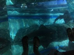 -暹罗海洋世界