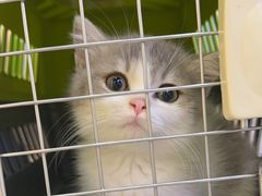 -小猫来了·猫咪专售(红山六九七九店)