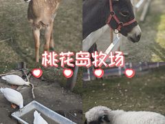 -金鸡湖桃花岛