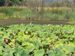 -野鸭湖国家湿地公园