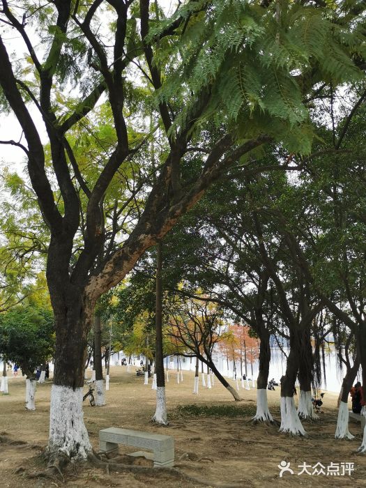 松山湖南湖湾露营营地图片