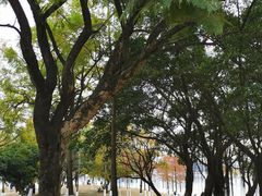 -松山湖南湖湾露营营地