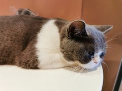 -猫儿山۰猫主题餐厅
