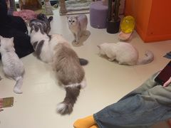-三花喵·撸猫购宠·宠物生活馆(虹桥南丰城店)