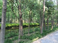 滨湖湿地公园-合肥滨湖国家森林公园