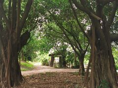 -长洲岛