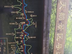 -望天鹅景区