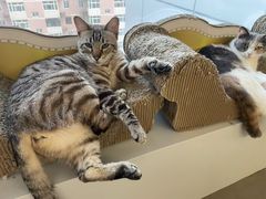 -Cappucimeow猫咪咖啡馆(韦伯时代店)