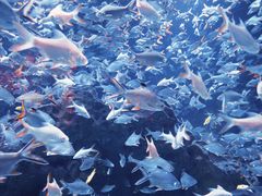 -成都浩海立方海洋公园