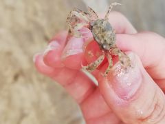 -北海金海湾红树林生态旅游区