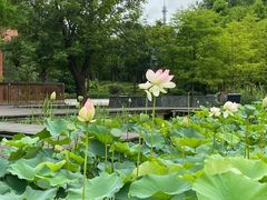 -长兴太湖图影湿地文化园