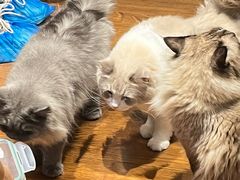 -绒爪撸猫下午茶·猫咖