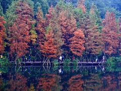 -重庆彩云湖湿地公园