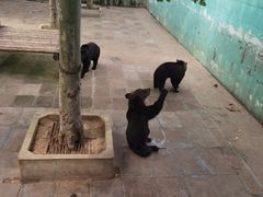 -西霞口神雕山野生动物世界