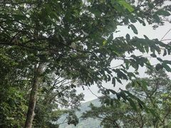 -海南热带雨林国家公园吊罗山景区