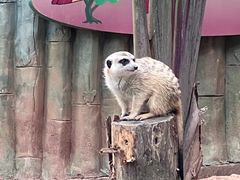 -深圳野生动物园