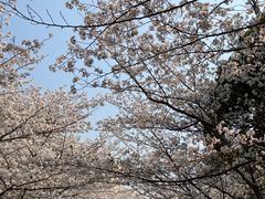 -高东镇樱花园