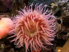-西雅图水族馆