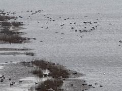 -盐城丹顶鹤湿地生态旅游区