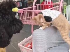 -萌兽医馆·眼科·异宠专科(三里屯店)