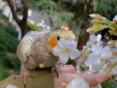 -武汉大学-樱园