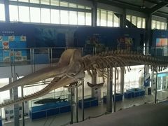 -上海海洋大学鱼文化博物馆(军工路校区)