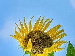 -光明小镇欢乐田园