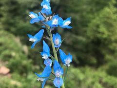 -芦芽山旅游度假区