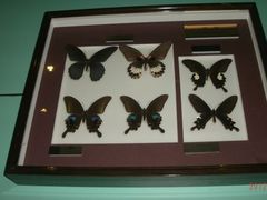 GEDC1408-上海昆虫博物馆