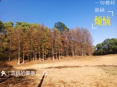 -青龙山国家森林公园