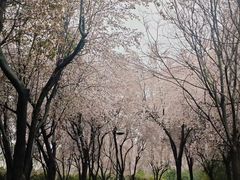 -丁香湖公园