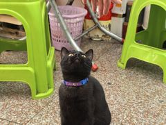 -老彬专工蚝烙糕粿