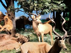 -国家自然博物馆