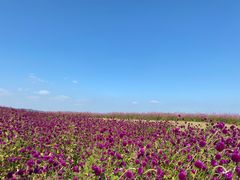 -径山花海