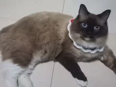 -佳雯宠物医院·皮肤科·内外科(春晓路分院)