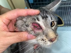 -萌兽医馆·犬猫专科·眼科中心·宠物医院(朝阳门分院)