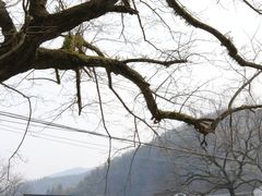-鹿亭中村