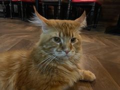-蓝鲸·缅因猫舍