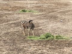 -新疆天山野生动物园