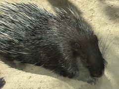 -青藏高原野生动物园