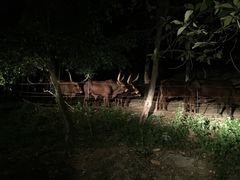 -清迈夜间动物园