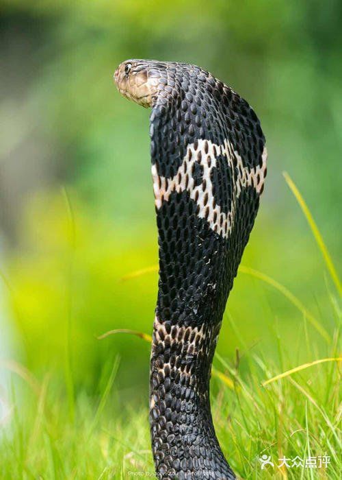 舟山眼镜蛇 - 大众点评吃喝玩乐精选