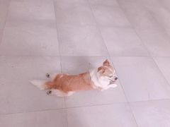 -芭比堂动物医院·心脏专科·夜诊·吉雅分院