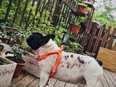 -邢大夫动物医院