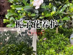 -金陵花卉交易市场