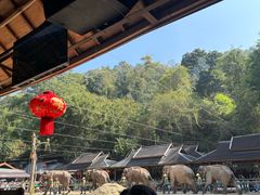 -野象谷景区