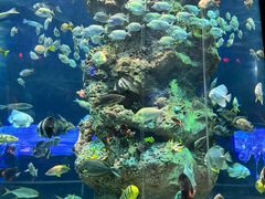 -芜湖新华联大白鲸海洋公园