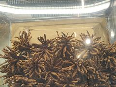 -三江源牌冬虫夏草(中山北路店)